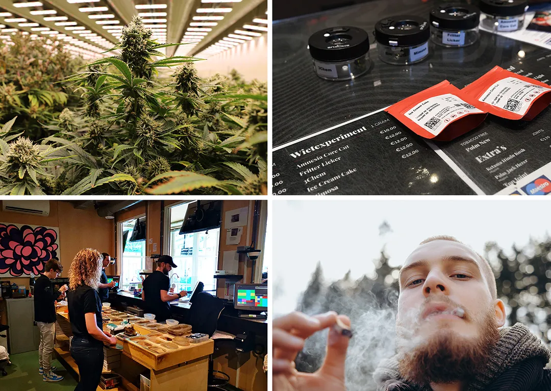 Weed experiment explained dutch cannabis legal grown